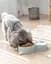 Миска для кошек и собак Semi Animal bowl 16*31*22 см, Blue с автоматической поилкой 500 мл - миниатюра 6