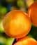 Саджанець Agro-Market Абрикос Ветеран Севастополя (літній сорт, пізній термін дозрівання) 1 шт. в упаковці (25778) - мініатюра 1