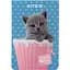 Блокнот Kite Studio Pets SP23-224 - миниатюра 1