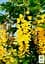 Саженец Agro-Market Бобовник анагиролистный Golden Rain (44877) - миниатюра 2