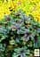 Гейхера (Heuchera) "Tapestry" (48572) 1 саженец - миниатюра 2