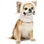 Шапка для собак Pet Fashion Teddy S белая - миниатюра 2