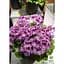 Саженец Agro-Market Пеларгония Королевская Aristo Orchid (контейнер №10 высота 10-20 см) (49115) 1 шт. в упаковке - миниатюра 3