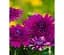 Саженец Agro-Market Остеоспермум махровый Purple Star (контейнер №10 высота 10-20 см) (47982) 1 шт. - миниатюра 1