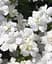 Бакопа Agro-Market Scopia Double White Махровая Ампельная 1 саженец в упаковке - миниатюра 2