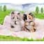 Колекційна іграшка з кільцем 10/10 Toys Bobocat серія Golden Fruit blind box (QWJG402) - мініатюра 12