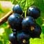 Саджанець Agro-Market Смородина чорна Оріана (середньо-ранній термін дозрівання, сорт дуже стійкий до різних шкідників) 1 шт. в пакуванні (25493) - мініатюра 1
