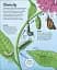 Life Cycles. Everything from Start to Finish - мініатюра 4