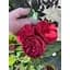 Роза английская Agro-Market Red Piano саженец класса АА+ высший сорт 1 шт. в упаковке (52261) - миниатюра 2