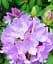 Рододендрон Agro-Market Catawbiense Grandiflorum лиловый 1 саженец в упаковке (45486) - миниатюра 3