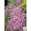 Саджанець Agro-Market Тамарикс гіллястий 2-х річний Pink Cascade С2 (182522) 1 шт. в упаковці - мініатюра 3
