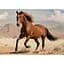 Пазлы трехслойные Interdruk Horses 2, 1000 шт. (384973) - миниатюра 2