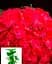 Гортензия Agro-Market Forever & Ever Red крупнолистная 2-х летняя высота саженца 25-45 см 1 саженец в упаковке - миниатюра 3