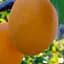 Саженец Agro-Market Слива Любимая Млиева (летний сорт, ранний срок созревания) (39992) 1 шт. в упаковке - миниатюра 1