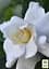 Саженец Agro-Market Гардения жасминовидная The first love (Gardenia jasminoides) (52634) - миниатюра 2