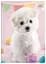 Зошит Interdruk I love pets клітинка A5 12 аркушів 8 шт. (298553-8) - мініатюра 2