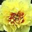 Пион ИТО "Yellow crown" 1 шт (38272) (Корневище) - миниатюра 1