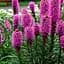 Ліатріс колосковий "Rose Purple" вазон С2 (186530) 1 саженец - мініатюра 1