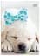 Зошит Interdruk I love pets лінійка A5 12 аркушів 8 шт. (298652-8) - мініатюра 2