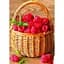 Саджанець Agro-Market Малинове дерево Королівська влада (преміальний сорт) 1 шт. в упаковці (44444) - мініатюра 3