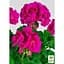 Саженец Agro-Market Пеларгония зональная Flower Fairy Berry (180057) 1 шт. в упаковке - миниатюра 3