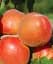 Саджанець Agro-Market Абрикос Анегат (літній сорт, пізній термін дозрівання) 1 шт. в упаковці (182865) - мініатюра 1