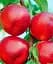 Саженец Agro-Market Нектарин Хоней Хейвен (лысый персик, летний сорт, средний срок созревания) 1 шт. в упаковке (178797) - миниатюра 1