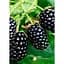 Саженец Agro-Market Ежевика крупноплодная Бжезина (Brzezina) 1 шт. в упаковке (46073) - миниатюра 1