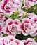 Калибрахоа Calita Double Pink Bicolor (контейнер №10 высота 10-15 см) Agro-Market 1 саженец в упаковке (64403)  - миниатюра 1