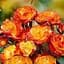 Троянда штамбова Agro-Market Соковита квітка Juicy Flower саджанець класу АА+ вищий сорт 1 шт. в упаковці (103549) - мініатюра 1