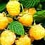 Саджанець Agro-Market Малина Олл Голд (середньо-ранній термін дозрівання, великоплідний сорт) 2 шт. в пакуванні (19914) - мініатюра 1