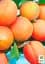 Саженец Agro-Market Абрикос Харкот (летний сорт, поздний срок созревания) 1 шт. в упаковке (46222) - миниатюра 2