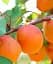 Саженец Agro-Market Абрикос Десертный (летний сорт, средний срок созревания) 1 шт. в упаковке (178183) - миниатюра 1