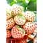 Саджанець Agro-Market Полуниця Пайнберрі (Pineberry) 5шт (ремонтантний сорт, має смак нагадує ананас) (37313) - мініатюра 1