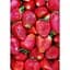Саджанець Agro-Market Полуниця яскраво-червона Делішес (Delicious) 5 шт (італійська селекція, преміальний супер ранній сорт) (38439) - мініатюра 5