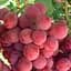 Саджанець Agro-Market Виноград Ринковий (Red Globe) сорт для тривалого зберігання) 1 шт. в пакуванні (48836) - мініатюра 1