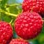 Саджанець Agro-Market Малина Феномен (середній термін дозрівання, великоплідний сорт з яскраво вираженим смаком і ароматом) 2 шт. в пакуванні (24599) - мініатюра 1