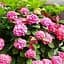 Саджанець Agro-Market LMTD Гортензія крупнолиста квітуча 3-х річна Early Pink (35-40см) (62361) - мініатюра 1