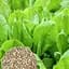 Насіння Agro-Market Шпинат гігантський на вагу ціна за 7 г (35738) - мініатюра 1