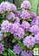 Саженец Agro-Market Рододендрон лиловый Кетевбинский Грандифлорум (Catawbiense Grandiflorum) (45486) - миниатюра 2