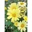 Саженец Agro-Market Аргирантемум La Rita Yellow (контейнер №10 высота 15 см) (177096) 1 шт. в упаковке - миниатюра 2