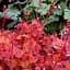 Саджанець Agro-Market Гейхера (Heuchera) Peach Flambe (181407) - мініатюра 1