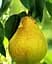 Саженец Agro-Market Груша Жозефина (зимний сорт, поздний срок созревания) (39891) 1 шт. в упаковке - миниатюра 3