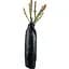 Троянда дрібноквіткова (спрей) Agro-Market Сан Сіті саджанець класу АА+ вищий сорт 1 шт. в упаковці (178132) - мініатюра 2