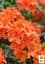 Саженец Agro-Market Азалия 2-х летняя Mandarin Lights С2 высота 25-50см (152174) - миниатюра 4
