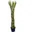 Саженец Agro-Market Ива плетеная Американка гигантская Salix americana (высота 1,1-1,5 м) 1 шт. в упаковке (120502) - миниатюра 1