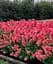 Гортензия Agro-Market Strawberry Blossom С3 метельчатая на штамбе высота штамба 50-70 см 1 саженец в упаковке - миниатюра 1