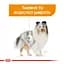 Сухой корм для собак малых пород с тусклой и сухой шерстью Royal Canin Mini Coat Care, 3 кг (1220030) - миниатюра 2