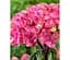 Саженец Agro-Market Гортензия крупнолистная 2-х летняя Pink Flamingo высота саженца 25-45 см (183490) 1 шт. в упаковке - миниатюра 1