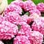 Саженец Agro-Market Гортензия крупнолистая малиновая Сладкая мечта (Sweet dream) (24575) - миниатюра 1